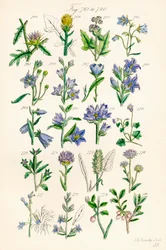Seite mit Farbabbildungen aus British Wild Flowers nach einem Werk von J. E. Sowerby und C. P. Johnson