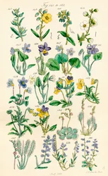 Seite mit Farbabbildungen aus British Wild Flowers nach einem Werk von J. E. Sowerby und C. P. Johnson