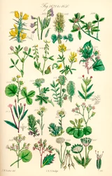 Seite mit Farbabbildungen aus British Wild Flowers nach einem Werk von J. E. Sowerby und C. P. Johnson