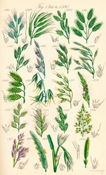 Seite mit Farbabbildungen aus British Wild Flowers nach einem Werk von J. E. Sowerby und C. P. Johnson