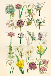 Seite mit Farbabbildungen aus British Wild Flowers nach einem Werk von J. E. Sowerby und C. P. Johnson
