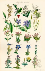Seite mit Farbabbildungen aus British Wild Flowers nach einem Werk von J. E. Sowerby und C. P. Johnson