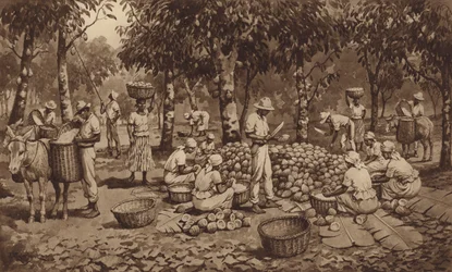 Kakaoschoten brechen in Trinidad