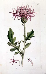 Große Flockenblume, aus einem Band von 