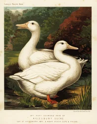 Aylesbury Enten
