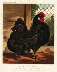 Schwarze gekräuselte Hühner, Hahn und Henne
