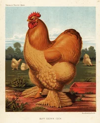 Buff Cochin Hahn