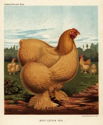 Buff Cochin Henne
