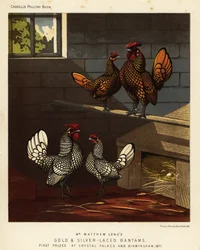 Goldgesäumter Bantam und silbergesäumter Bantam Hahn und Henne