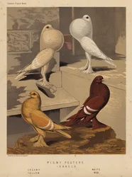 Tauben: Zwergkropftauben; Isabels, Creme, Weiß, Gelb, Rot