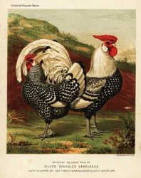 Silbergesprenkelte Hamburgh-Hahn und -Henne