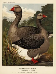 Toulouser Gänse mit Kehllappen, Hahn und Henne