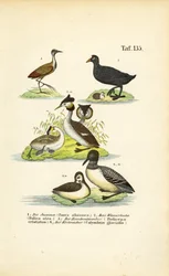 Wasservögel mit Jacana, Blässhuhn, Haubentaucher und Eistaucher