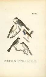 Sperbergrasmücke, Mönchsgrasmücke und Blaukehlchen