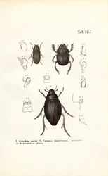 Käfer der Familien Scarabaeidae und Hydrophilidae mit anatomischen Details