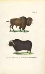 Bison und Moschusochse