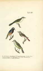 Berglaubsänger und Gartenrotschwanz