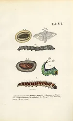 Raupen und Entwicklungsstadien wirtschaftlich wichtiger Motten