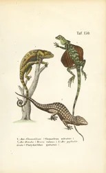 Chamäleon, Flugdrachen und Tokay-Gecko