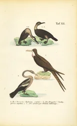 Kormoran, Fregattvogel und Schlangenhalsvogel