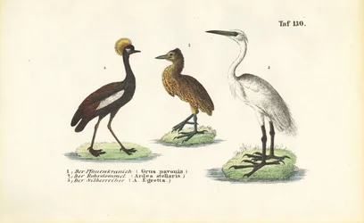 Kraniche und Reiher