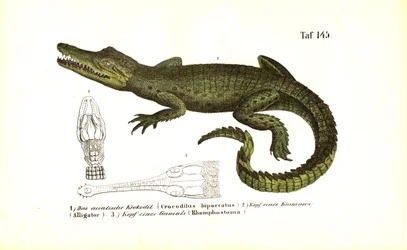 Krokodile: Asiatisches Krokodil und vergleichende Schädelanatomie