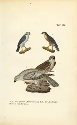 Habicht und Gerfalke