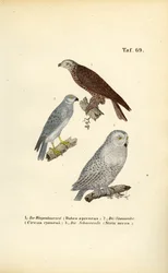 Europäische Greifvögel und Eulen