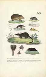 Europäische Insektenfresser: Igel, Spitzmäuse und Maulwurf
