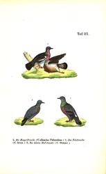 Europäische Wildtauben