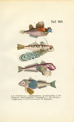 Exotische Fische mit besonderen Körperformen