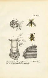 Französische Wespe, Gemeine Wespe und Papierwespennest