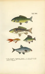 Süßwasserfische der Karpfenfamilie