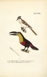 Häherkuckuck und Tukan