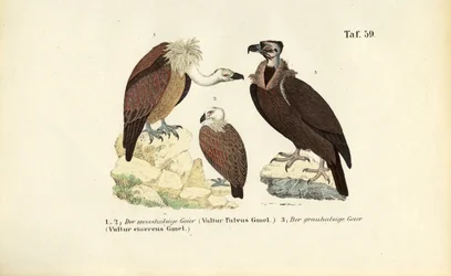 Gänsegeier und Mönchsgeier