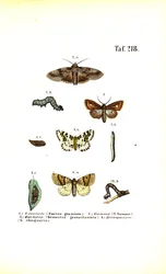 Schädliche Motten und ihre Entwicklungsstadien