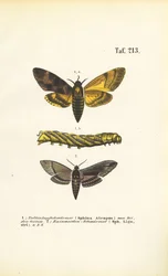 Schwärmer der Familie Sphingidae