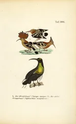 Wiedehopf und Prachtparadiesvogel