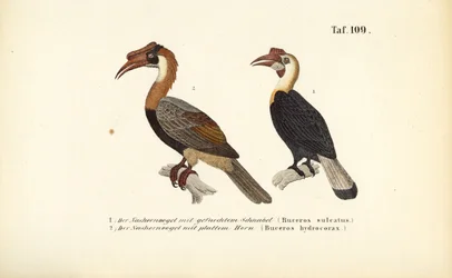 Hörnervögel aus Südostasien