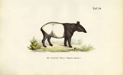 Malaiischer Tapir
