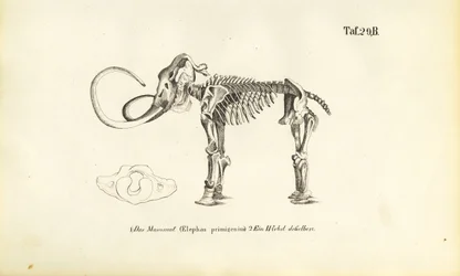 Mammut-Skelett