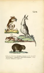 Beuteltiere aus Amerika und Australien