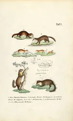 Marderarten mit Schädelillustration