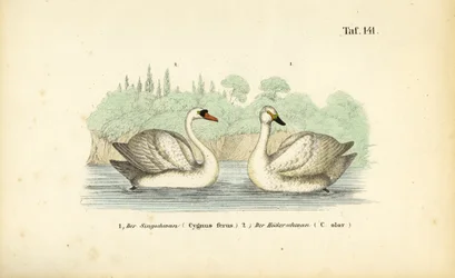 Höckerschwan und Singschwan