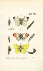 Einheimische Schmetterlinge mit ihren Entwicklungsstadien