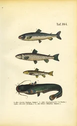 Lachs, Forelle und Wels