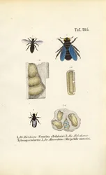 Spezialisierte Bienenarten und ihre Neststrukturen