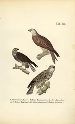 Drei europäische Greifvögel