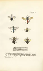 Verschiedene Wildbienenarten Mitteleuropas