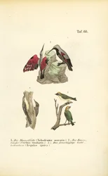 Mauerläufer, Baumläufer und Sommergoldhähnchen